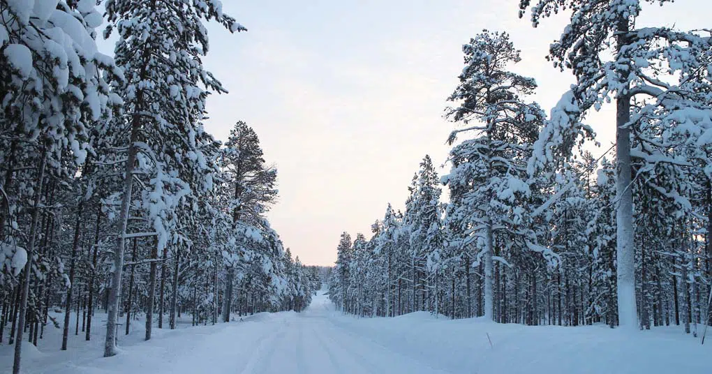 Un large sentier enneigé où courir en hiver dans une forêt de conifères
